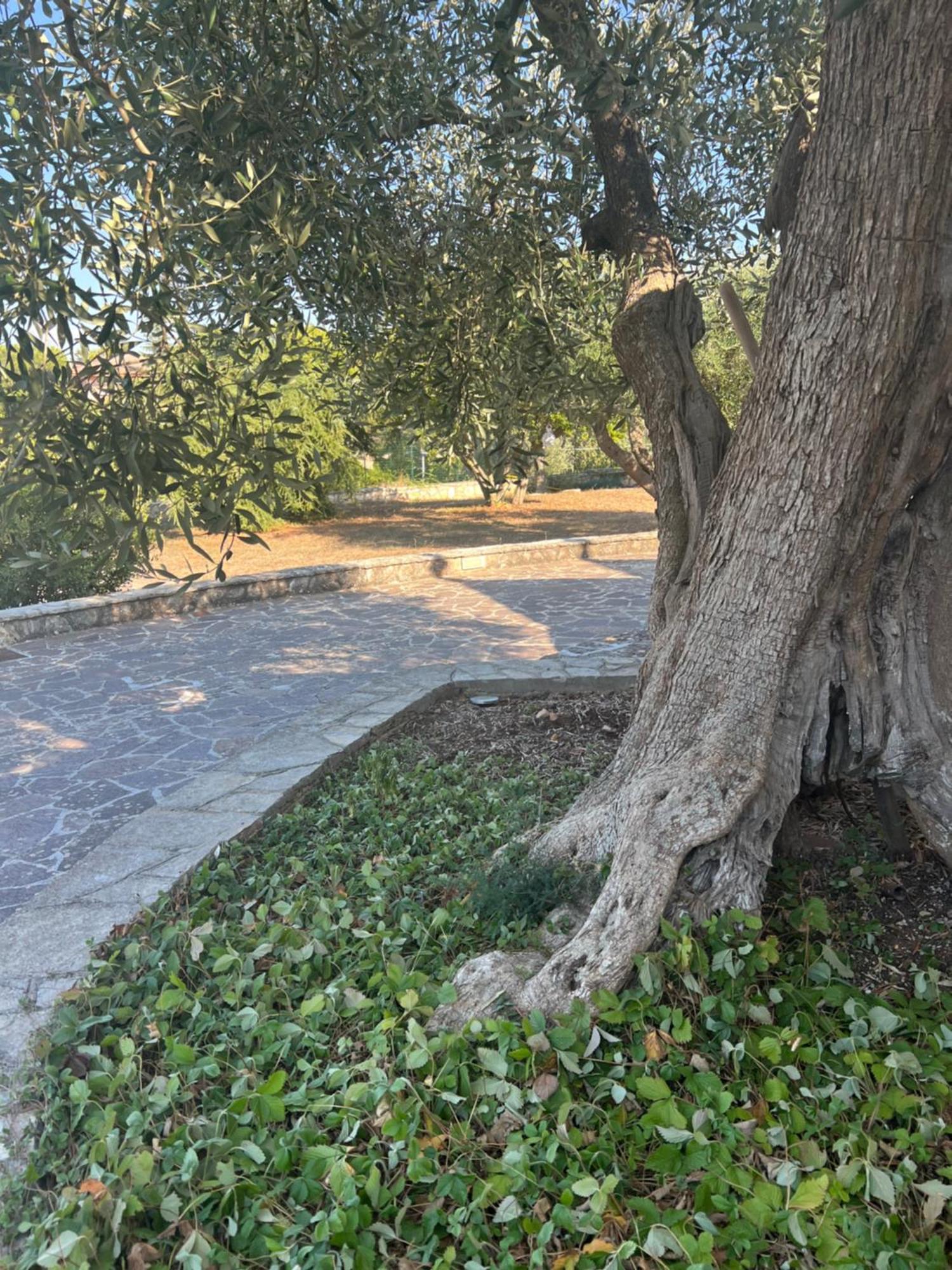 I Trulli Di Eva Lägenhet Noci Exteriör bild